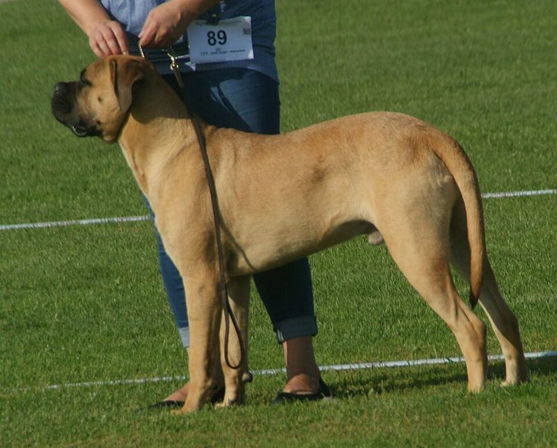 Bullmastiff