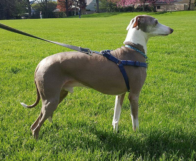 These 10 dogs love constant closeness, while these 4 prefer affection on their own terms 7 Italian Greyhound