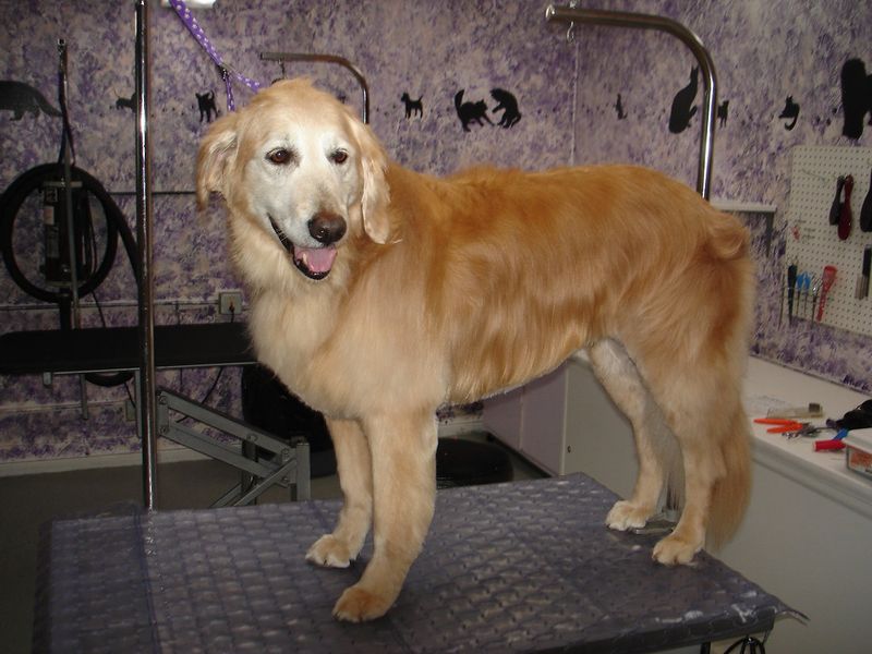 Golden Retriever