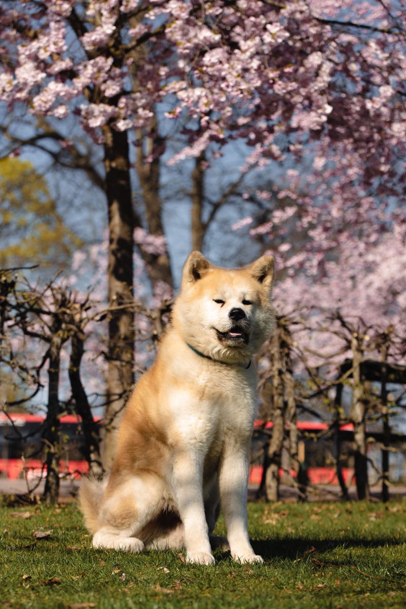 Akita