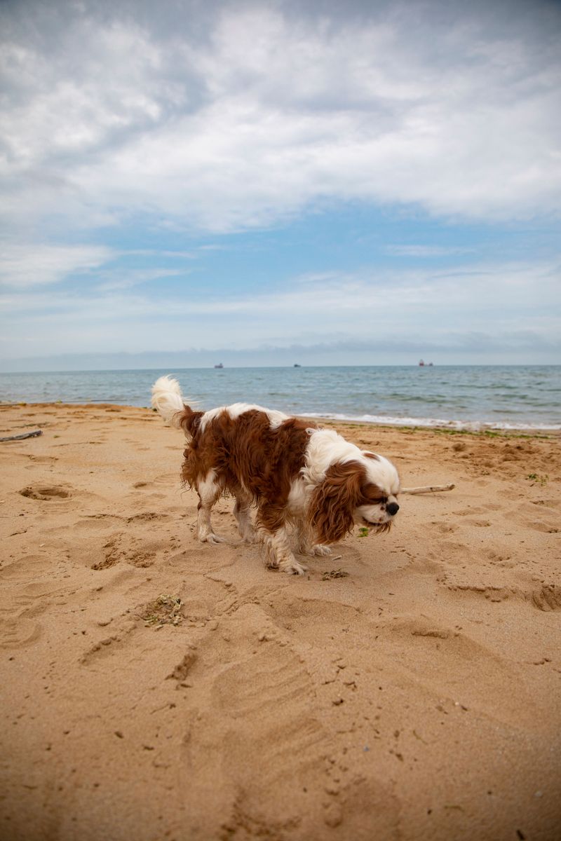The loyalty everyone wants can have another side - These dog breeds may find separation particularly challenging 5 Cavalier King Charles Spaniel
