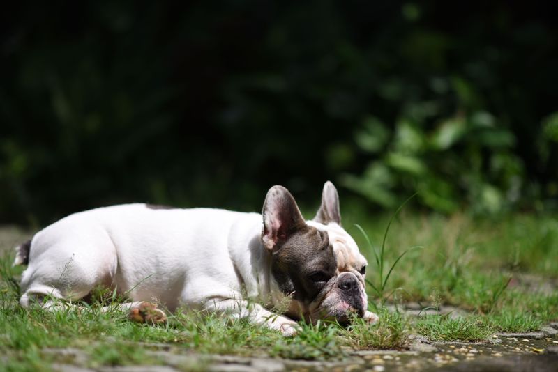 The dog snoring beside you may be smarter than the one showing off tricks - These 10 breeds prove why 5 French Bulldog