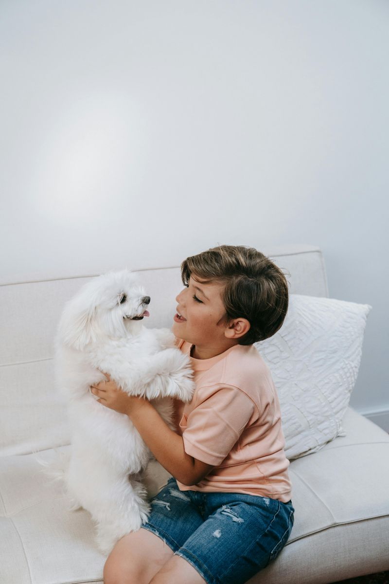 15 Cuddly Dog Breeds That Enjoy Staying Close to Their Owners 5 Bichon Frise