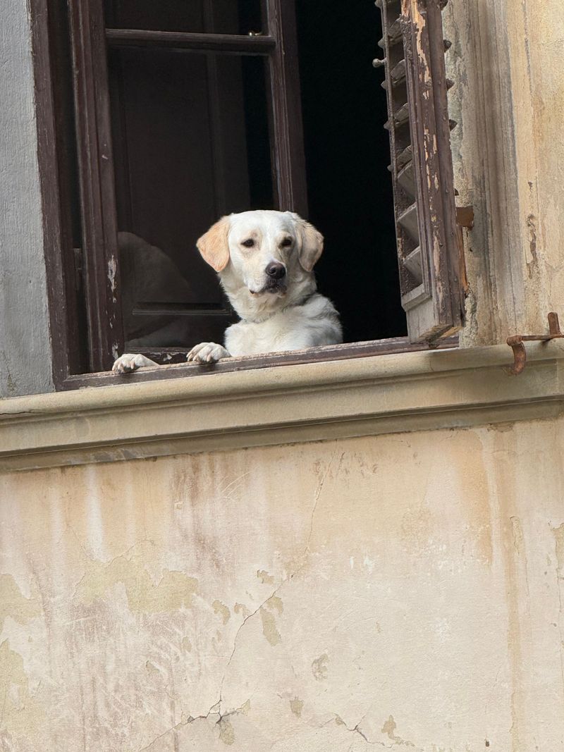 The family dog doesn't have to become another source of chaos - these breeds prove it 3 Labrador Retriever