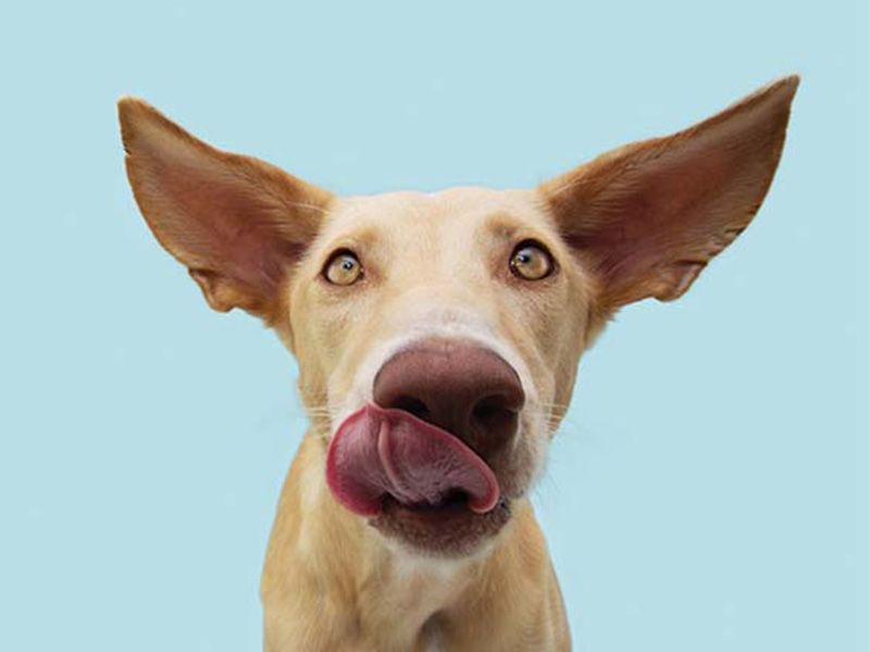 licks lips without food around