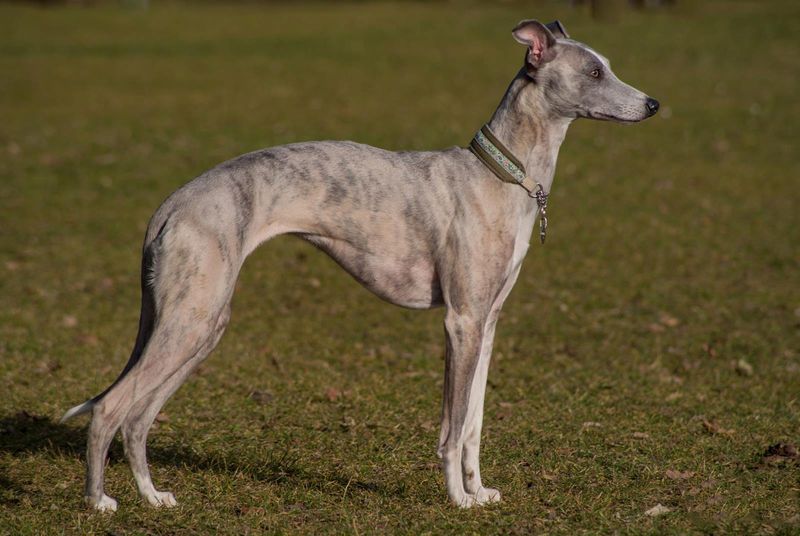 11 overlooked dogs people fall in love with once they stop following social media hype 8 Whippet