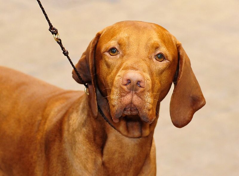 Vizsla