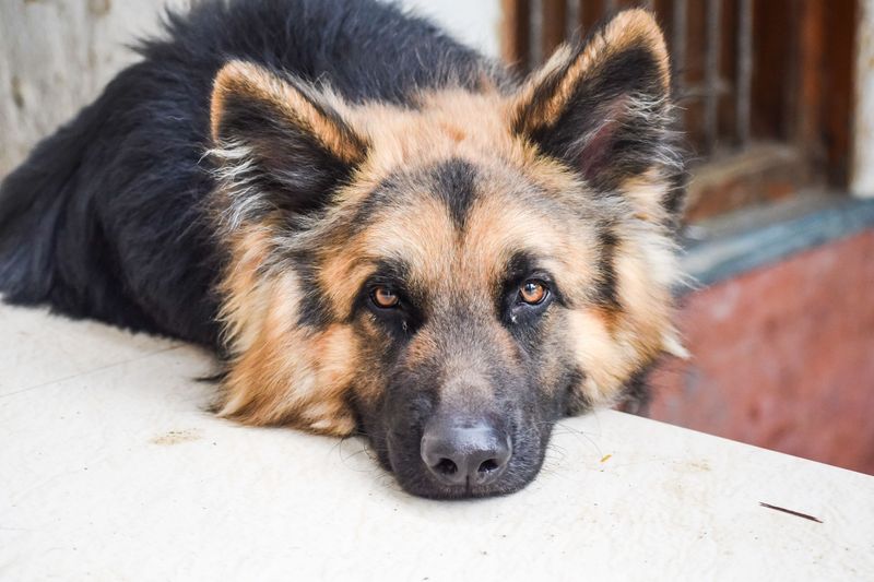 German Shepherd - order in motionless form