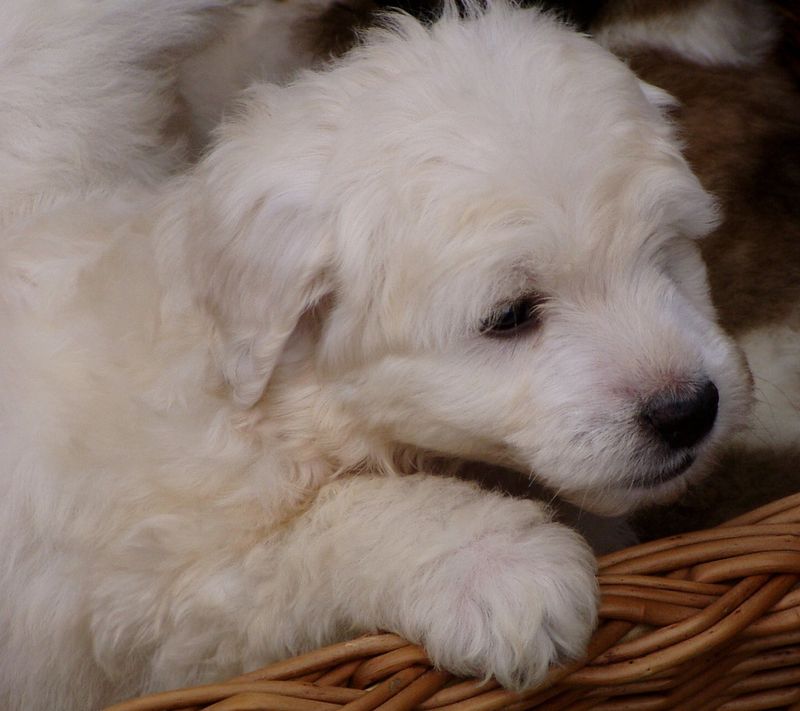 Polish Tatra Sheepdog