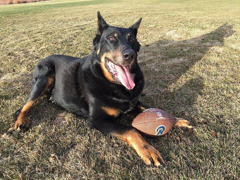 21 dog breeds that work best when they have a real job to do 19 Beauceron