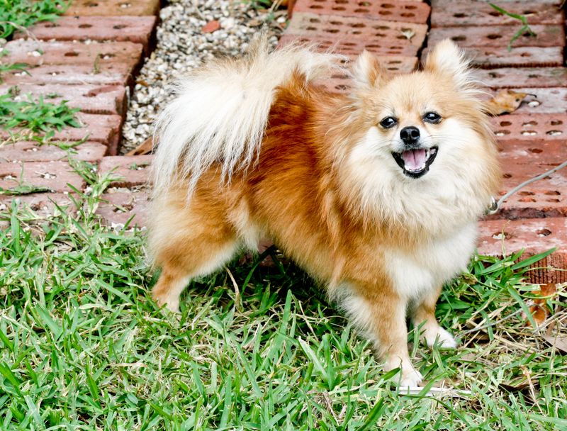 21 Dog Breeds More Likely to Develop Dental Problems 5 Pomeranian