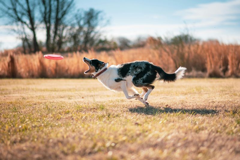 16 breeds that get weirdly competitive over toys 12 Border Collie