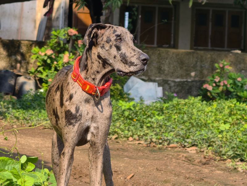 11 dog breeds that may tell you someone is nearby without barking once - if you know where to look 7 Great Dane