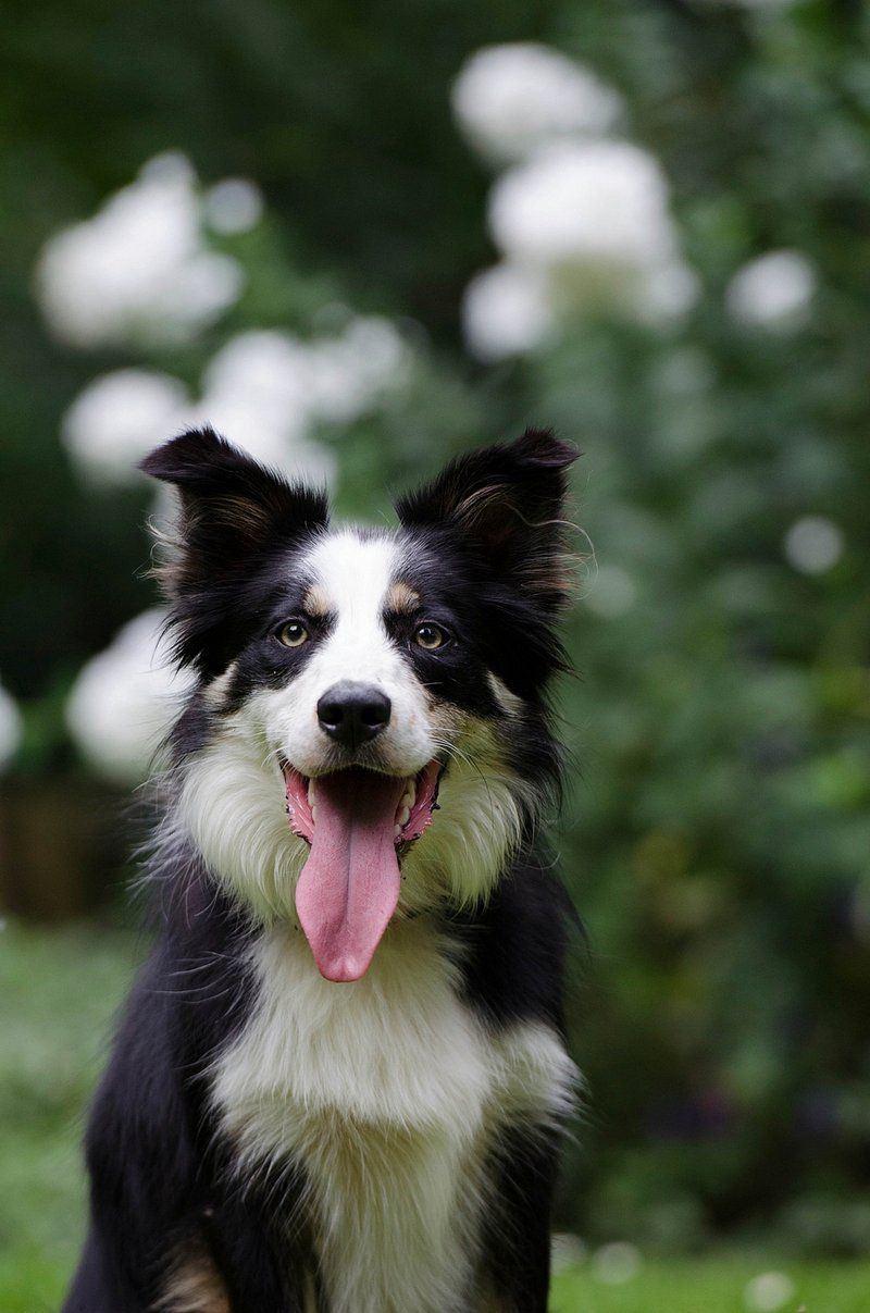 Border Collie
