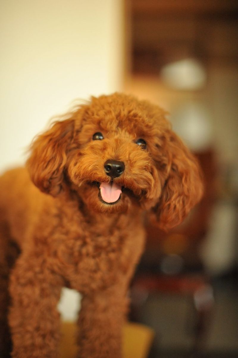 11 loyal companion dogs that thrive with solo owners 12 Toy Poodle