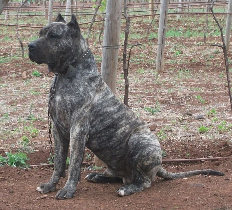 26 Dog Breeds Historically Associated with Strong Defensive Behavior 9 Presa Canario