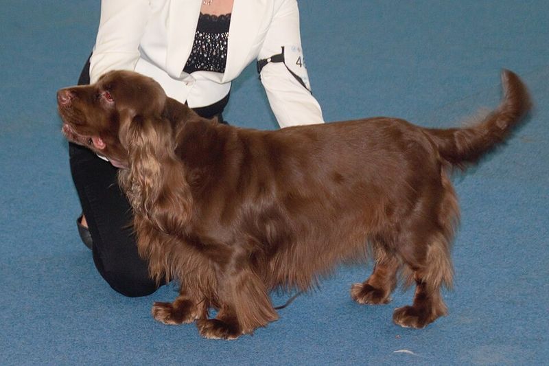 Sussex Spaniel