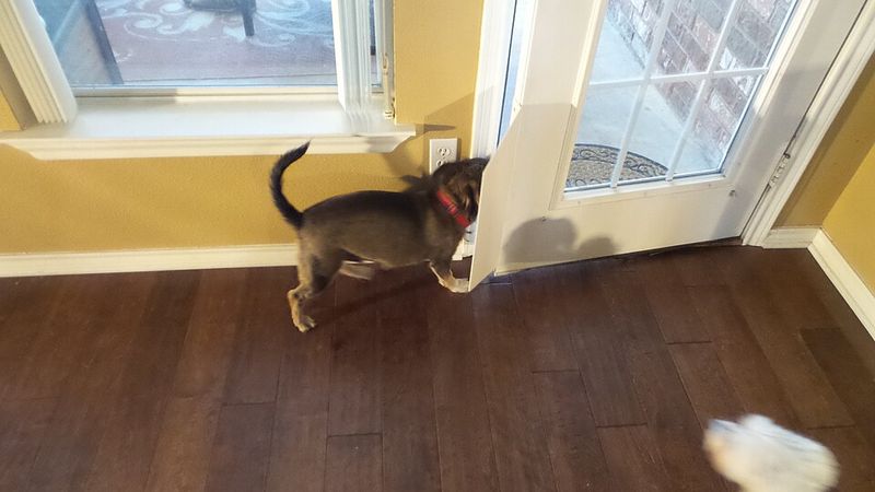 The Crate Debate Is Back - 11 Red Flags Your Dog Isn’t “Settling,” They’re Panicking 3 Pawing and digging at the door