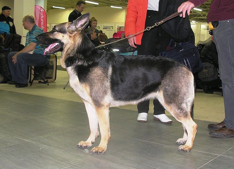 14 Dog Breeds That Strongly Mirror the Classic German Shepherd Appearance 9 East-European Shepherd