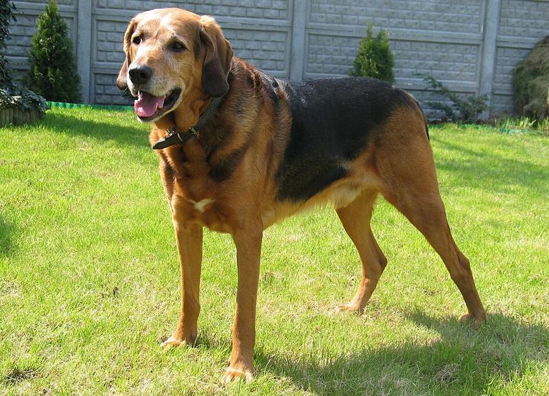 12 Rare Dog Breeds You’ll Be Surprised to Learn Actually Exist 8 Polish Hound (Ogar Polski)