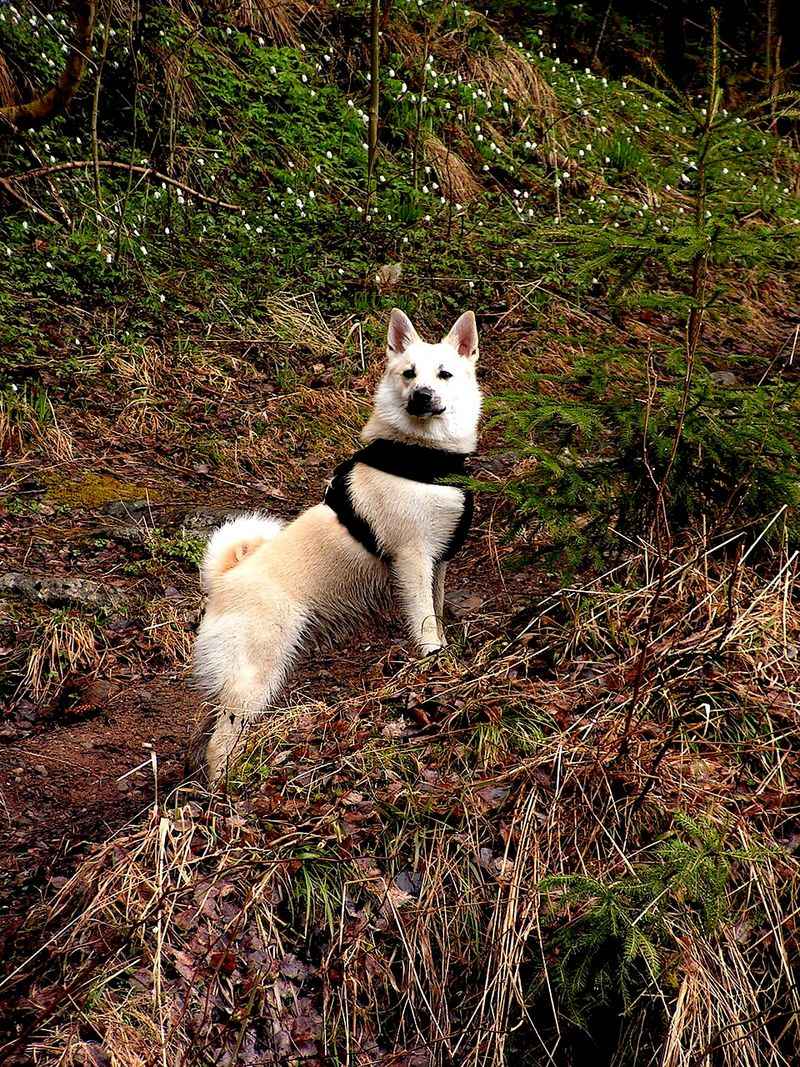Some dog breeds prefer to understand a situation before joining in 6 Norwegian Buhund