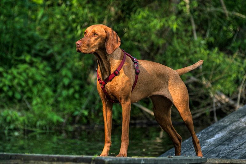 For these dog breeds, staying nearby isn't a habit - it's how they maintain connection 2 Vizsla