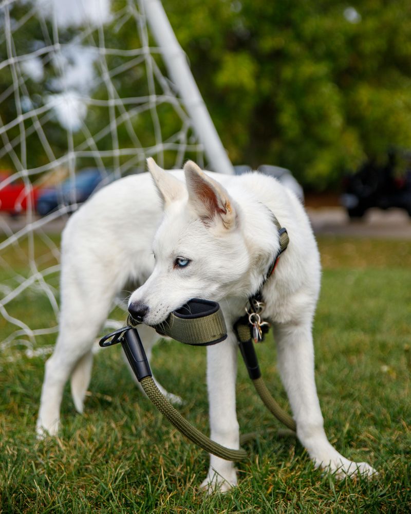 Siberian Husky