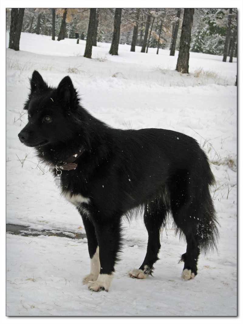 Nenets Herding Laika