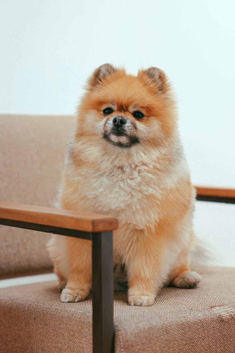 28 Small Dog Breeds Well-Suited for Apartment Living 24 Pomeranian