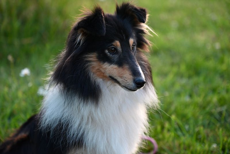 Shetland Sheepdog