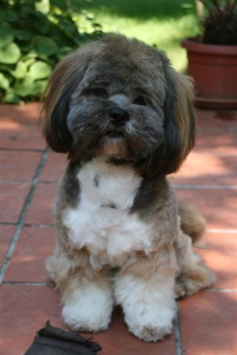 Some dogs want to participate in absolutely everything - These breeds are often better at giving you breathing room 8 Lhasa Apso