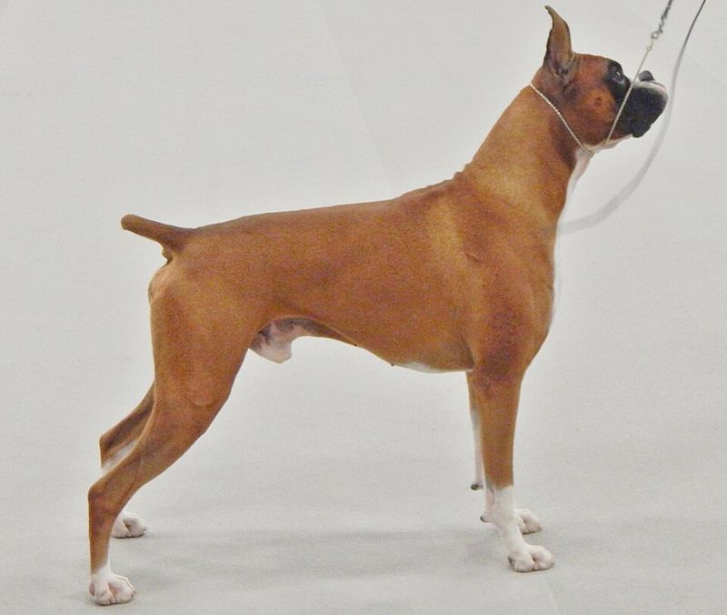 Forget the labels - These 14 dog breeds deserve to be judged on who they really are 8 Boxer