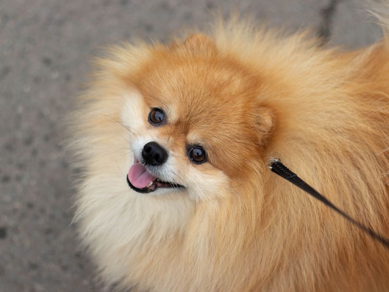 10 dogs that can turn five minutes of inconvenience into a performance worthy of an audience 6 Pomeranian