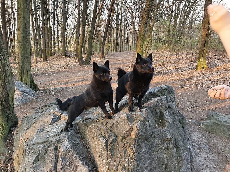 Schipperke
