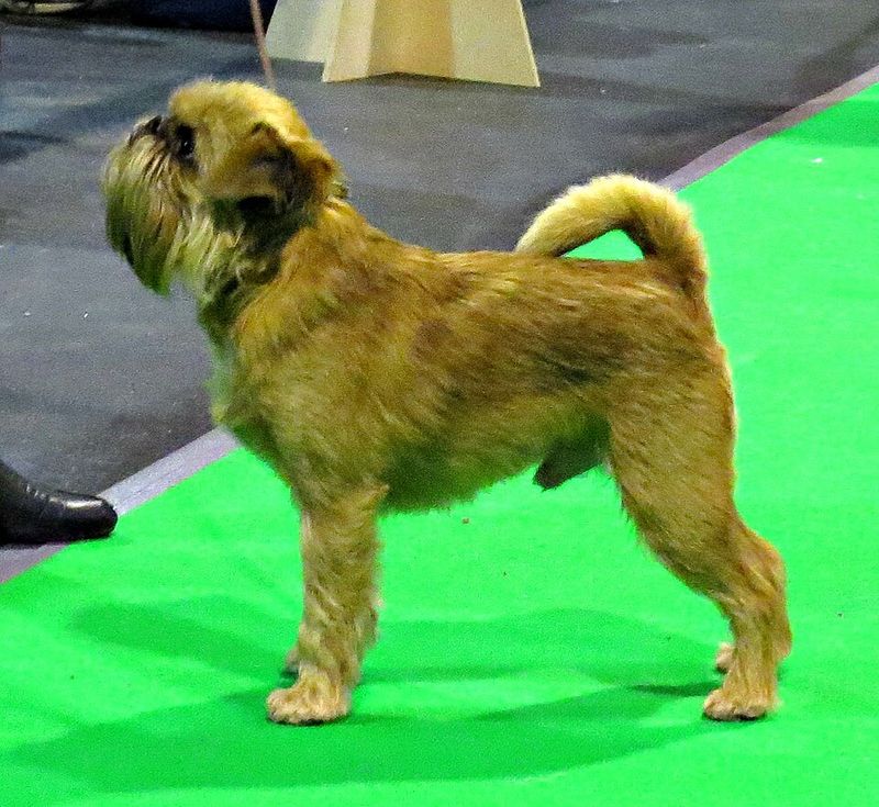 Brussels Griffon