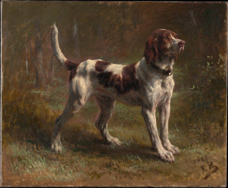 16 Surprising Facts About English Springer Spaniels You Might Not Know 3 Their Name Comes from Their Hunting Style