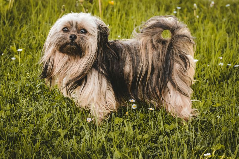 12 Dog Breeds Perfect for Introverts Looking for a Quiet, Loyal Companion 5 Shih Tzu