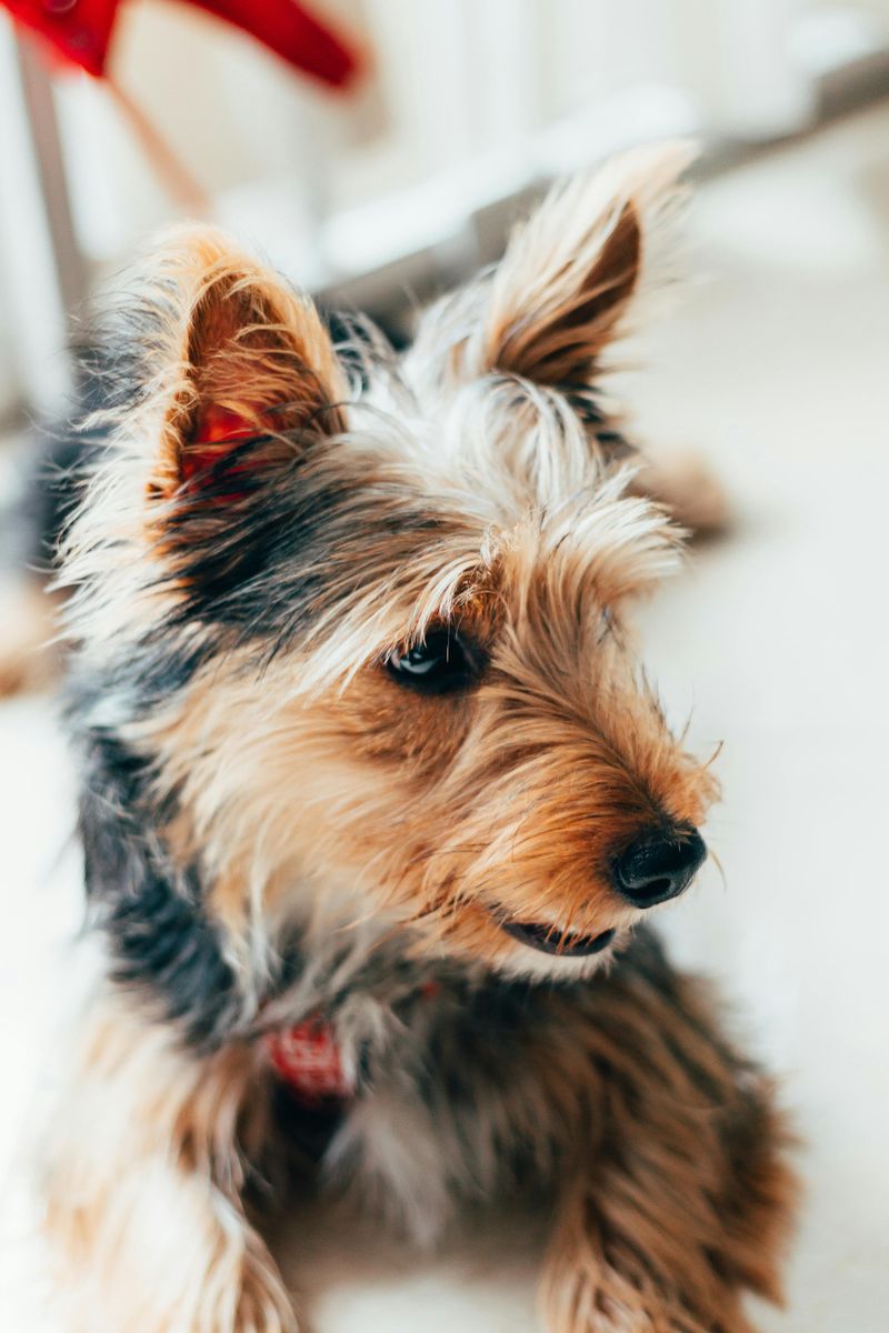 Yorkshire Terrier