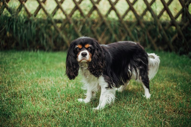 25 Calm and Composed Dog Breeds That Rarely Get Stressed 3 Cavalier King Charles Spaniel