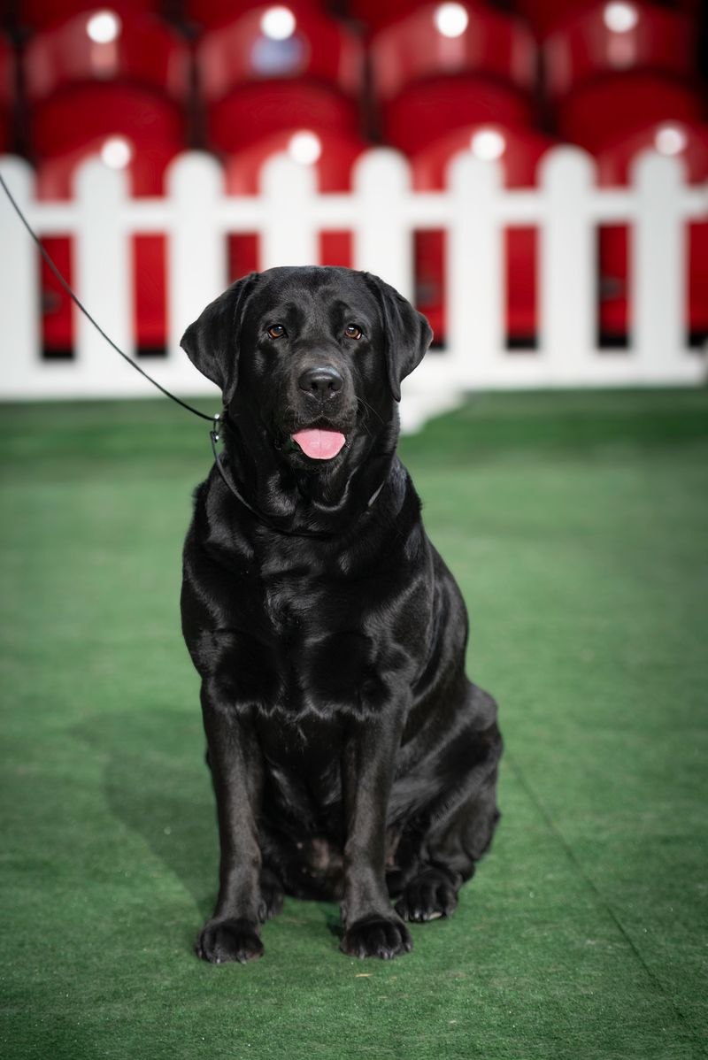 Some dog breeds seem to comfort people naturally without being taught 9 Labrador Retriever