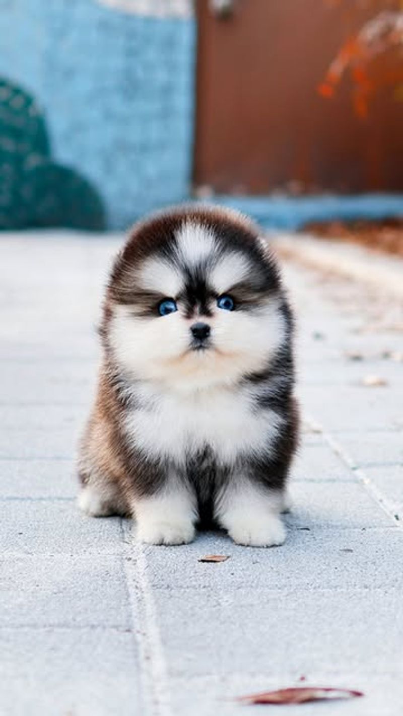 Pomsky
