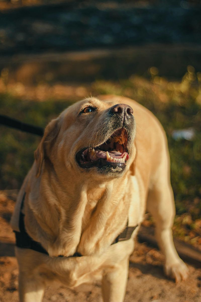 11 High-Energy Dog Types That Will Destroy Your House Without Proper Exercise 7 Labrador Retriever