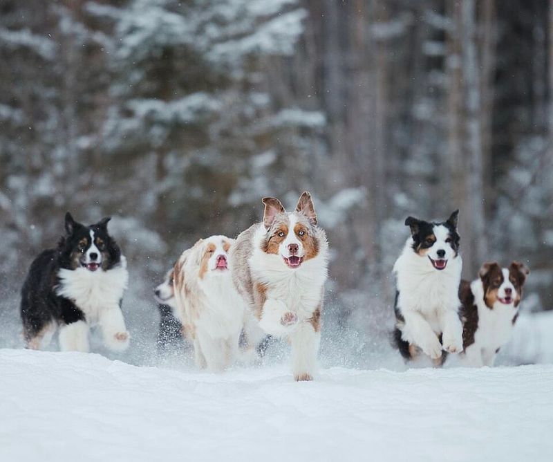 Australian Shepherd