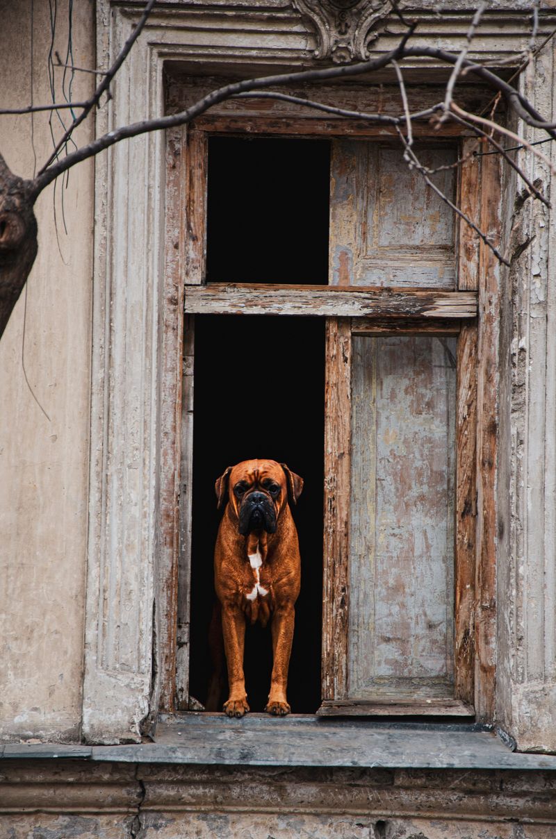 Bring one of these dog breeds home and being loved may become the least subtle part of your day 4 Boxer