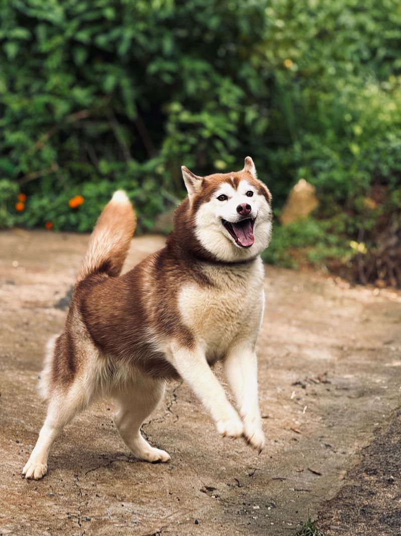 13 dog breeds that seem easy to love – until you realize how much they expect in return 3 Siberian Husky