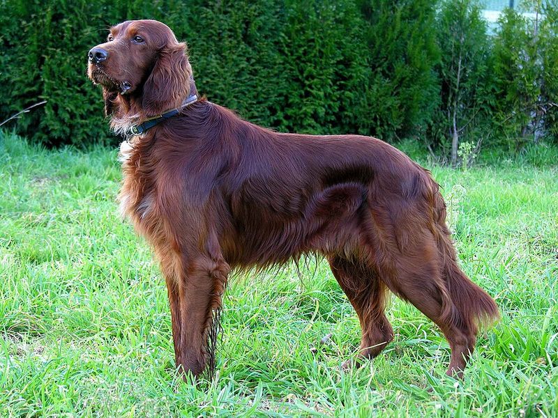 Dog trends left these breeds behind - Ask their owners and you'll hear a very different story 6 Irish Setter