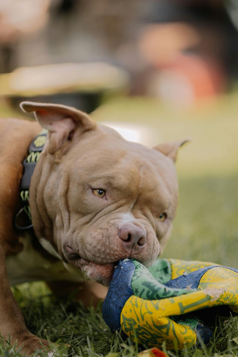 11 dog breeds known for powerful and constant chewing 4 Pit Bull Terrier