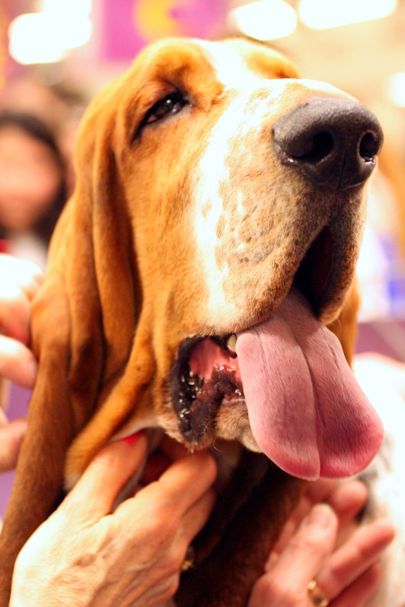 12 dogs that love food so much owners have to stay alert 8 Basset Hound
