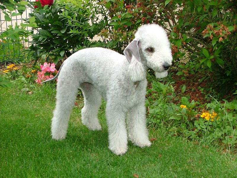 Think you've seen every kind of dog? These extraordinary breeds may prove otherwise 11 Bedlington Terrier