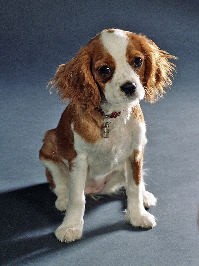 22 Small and Large Dog Breeds That Handle Being Home Alone Well 11 Cavalier King Charles Spaniel